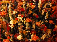 IMG040.GIF