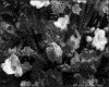 IMG039.GIF.gst.iff