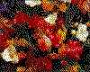 IMG039.GIF.cst.iff