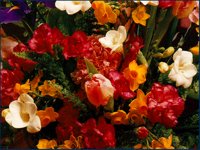 IMG039.GIF