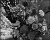 IMG038.GIF.gst.iff