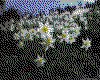 IMG034.GIF.cst.iff