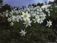 IMG034.GIF