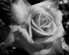 IMG033.GIF.gst.iff