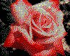 IMG033.GIF.cst.iff