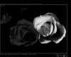 IMG031.GIF.gst.iff