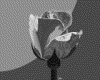 IMG030.GIF.gst.iff