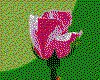 IMG030.GIF.cst.iff