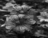 IMG029.GIF.gst.iff
