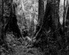 IMG027.GIF.gst.iff