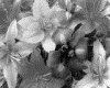 IMG026.GIF.gst.iff