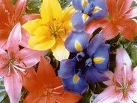 IMG026.GIF