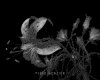IMG024.GIF.gst.iff