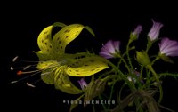 IMG024.GIF