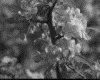 IMG022.GIF.gst.iff