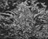 IMG021.GIF.gst.iff