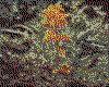 IMG021.GIF.cst.iff