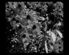 IMG019.GIF.gst.iff
