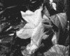 IMG018.GIF.gst.iff