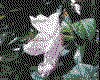 IMG018.GIF.cst.iff