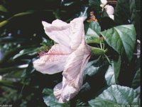 IMG018.GIF
