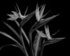 IMG016.GIF.gst.iff