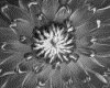 IMG015.GIF.gst.iff