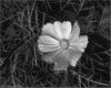 IMG014.GIF.gst.iff