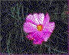 IMG014.GIF.cst.iff