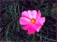 IMG014.GIF