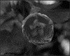 IMG013.GIF.gst.iff