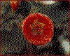 IMG013.GIF.cst.iff