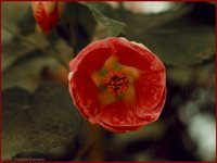 IMG013.GIF