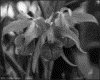 IMG012.GIF.gst.iff