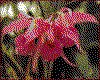 IMG012.GIF.cst.iff