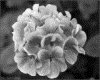 IMG011.GIF.gst.iff