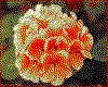 IMG011.GIF.cst.iff