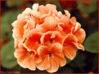 IMG011.GIF