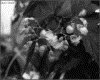 IMG010.GIF.gst.iff