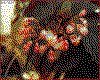 IMG010.GIF.cst.iff