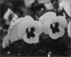 IMG009.GIF.gst.iff