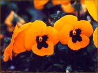 IMG009.GIF
