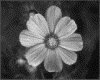IMG008.GIF.gst.iff