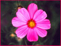 IMG008.GIF