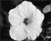 IMG007.GIF.gst.iff