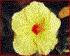 IMG007.GIF.cst.iff