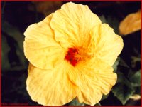 IMG007.GIF