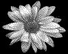 IMG004.GIF.cst.iff