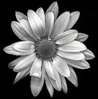 IMG004.GIF