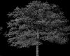 IMG003.GIF.gst.iff